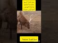 لماذا تسقط قرون الغزلان في فصل الشتاء لماذا تسقط قرون الغزلان في فصل الشتاء