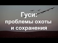 Гуси проблемы охоты и сохранения