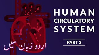 What Is The Human Circulatory System? - Human Circulatory System Kia Hai? - Part 2