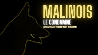MALINOIS : Le condamné - Docu Choc sur le monde du chien