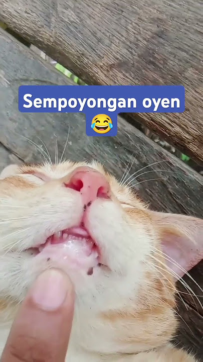 Kucing oyen mabuk#lucu #garagarasebotol #trending #shorts