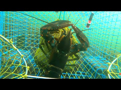 I Put A GoPro In A Lobster Trap Again A Live Look At Lobsters In A New England Lobster Trap