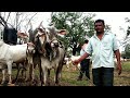 || बाजारातील बिनदाती आणी दोन दाती बैल जोडी || बळीराजा || Cattle Market Hire Bagewadi Karnataka ||