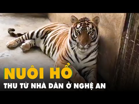 Chăm sóc 8 con hổ thu từ nhà dân ở Nghệ An, nửa năm tốn 4 tỉ đồng