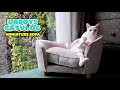 Got My Cats Their Mini "REAL SOFA" | DaBoys CatVlog