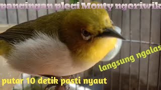 pancingan pleci Monty ngeriwik