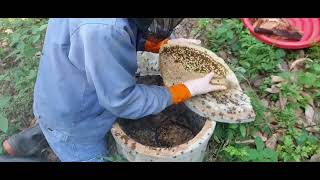 เลี้ยงผึ้งในท่อ น้ำผึ้งเกสรดอกไม้นานาชนิด น้ำผึ้งเดือนห้า