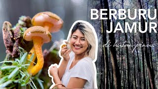 #10 BERBURU JAMUR | Edisi Hutan Pinus Indonesia