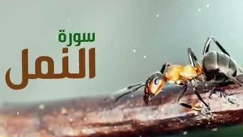 سورة النمل ..قراءه رائعه بصوت المرحوم وليد الفلوجي