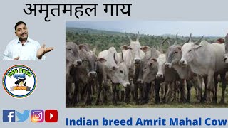 अमृतमहल गाय | Indian Cow Breed | Amrit Mahal Cow Breed | Dairy Farming | sauth indian cow