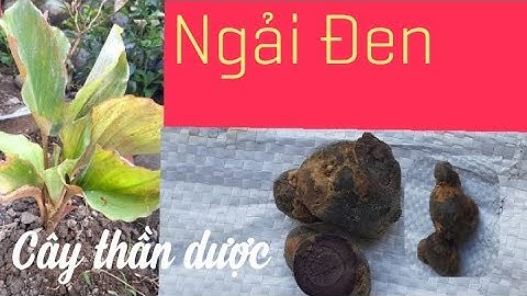 Ngải Đen - cây thần dược