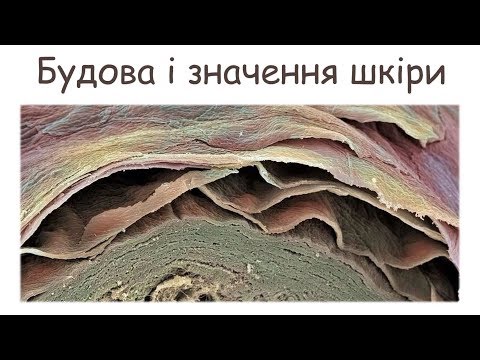 Значення і будова шкіри. Терморегуляція.