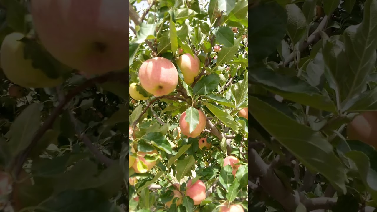 apple trees in Balochistan