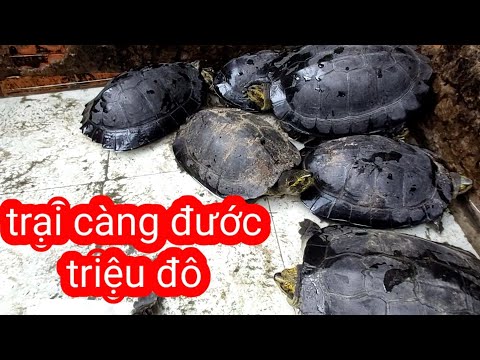 Video Thăm trại càng đước triệu đô không bán của chú... - youtube