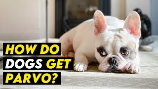 HOW DO DOGS GET PARVO- Symptoms, Prevention, Treatment by Amazing Dogs 340 views 2 months ago 10 minutes, 48 seconds