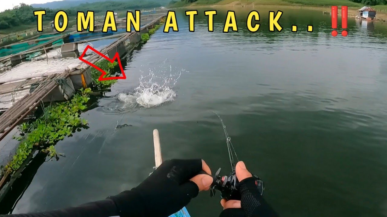 CASTING TOMAN WITH TOP WATER LURE ‼️TOMAN JATILUHUR #castingtoman