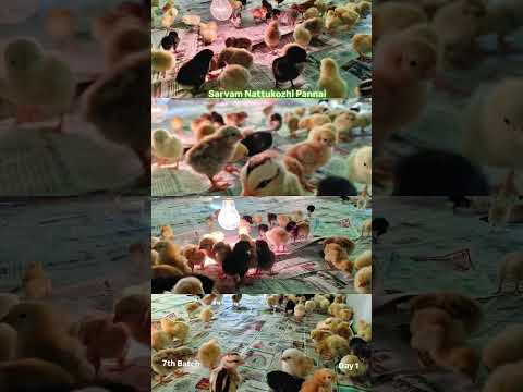 7TH BATCH STARTED 🐔PONGAL BATCH 🌾 | 🐔 7th Batch Begins | Sarvam Nattukozhi Pannai