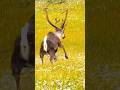 Majestic Reindeer Running Through the Wild Meadows🦌✨#Wildlife #Nature #Reindeer #AnimalPlanet#Shorts
