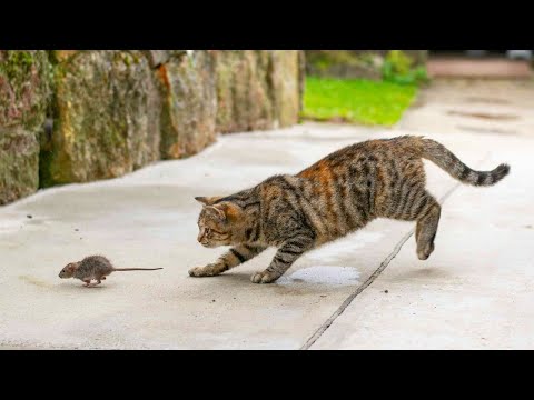 Βίντεο: Οι γάτες αποτρέπουν τα ποντίκια;