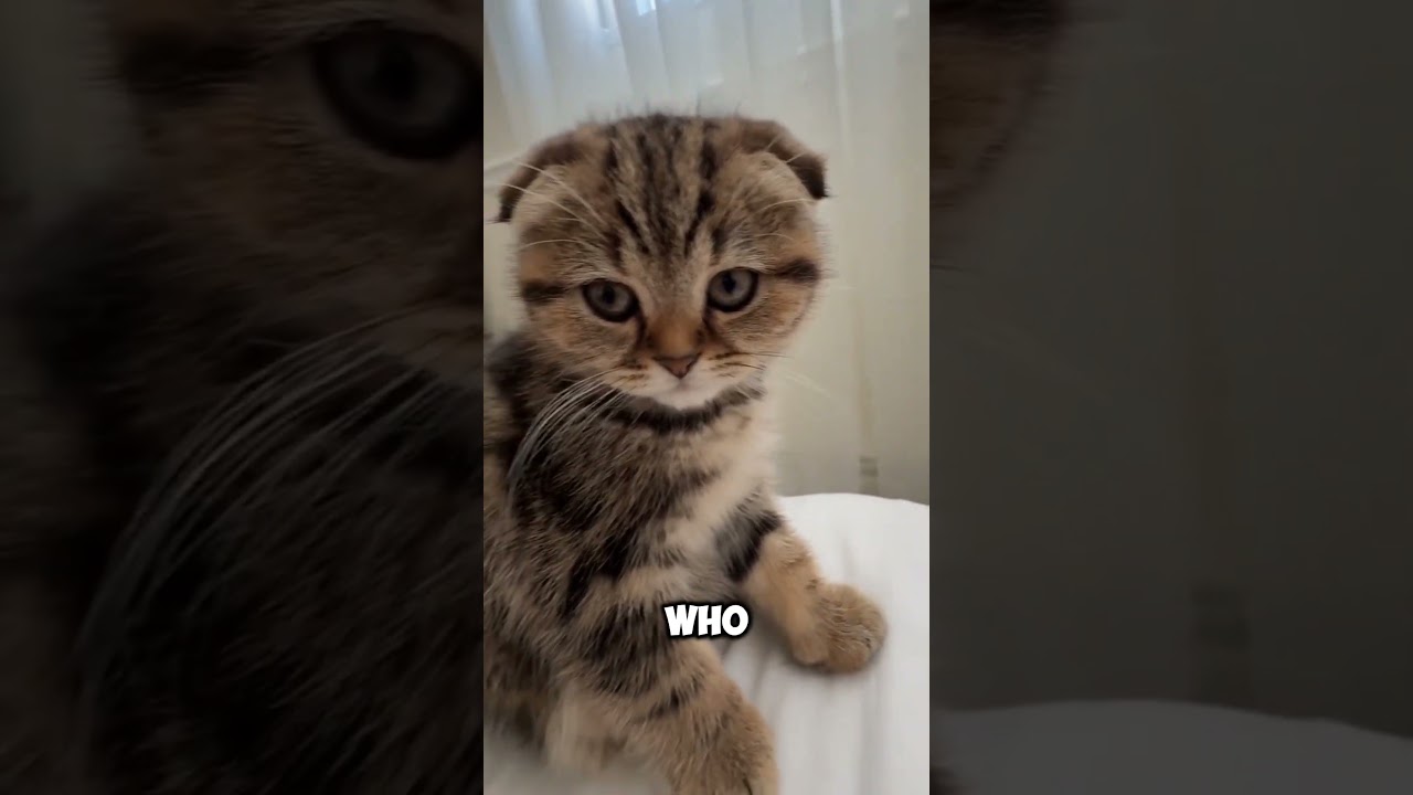 Indoor Cats vs Outdoor Cats – Which Lifestyle is Better?