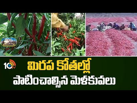 మిరప కోతల్లో పాటించాల్సిన మెళకువలు | Precautions for Chilli Farming | Matti Manishi | 10TV News - 10TVNEWSTELUGU
