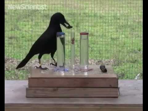 Video: Ako Nakresliť Vranu