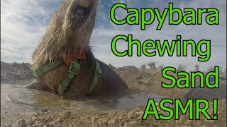 Capybara Chewing Sand Asmr!