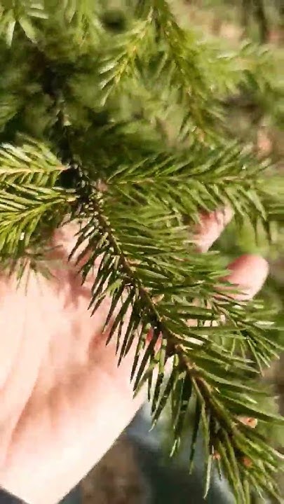 #елка #ель #иголка #хвоя - YouTube