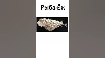 А вы знали какой скелет у рыбы ёж?  #samonella #сэмонелла #животные #шортс #shorts