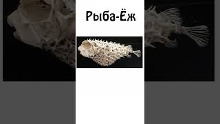 А вы знали какой скелет у рыбы ёж?  #samonella #сэмонелла #животные #шортс #shorts screenshot 3