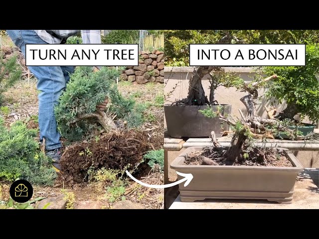 How to Make Green Moss for Bonsai Trees 