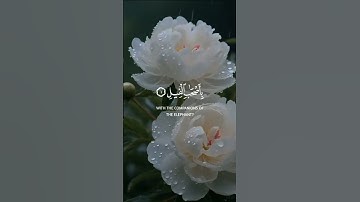 Surat Al-Fil (The Elephant) | Mishary Rashid Alafasy | مشاري بن راشد العفاسي | سورة الفيل
