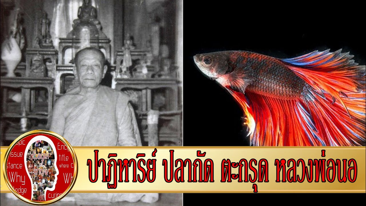 ตะกรุด (หนังเสือ) และ ปลาดกัด หลวงพ่อนอ วัดกลางท่าเรือ | Eager of Know