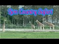 Lion Country Safari: Roaring Lions, Humongous Giraffes, and Howling Monkeys!