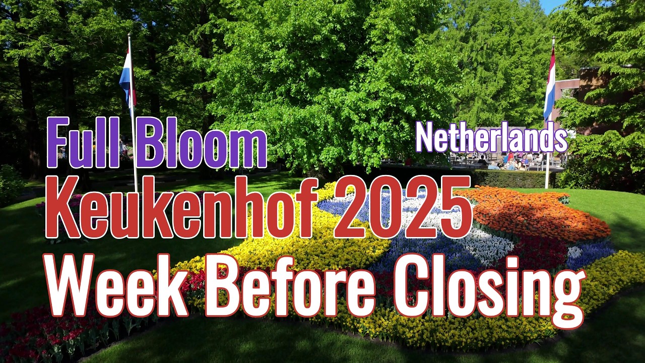 Keukenhof 2025 🌷 Millions of Tulips in Full Bloom — World’s Most Beautiful Spring Garden (4K)