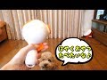 せつない表情がたまらない!おやつに素早く飛びつくエルくんに注目♪