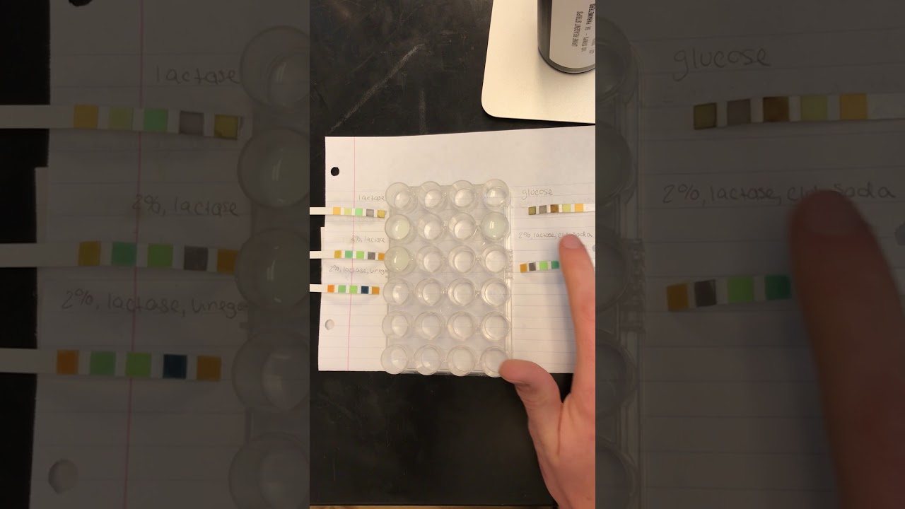 Enzyme Lab Procedure