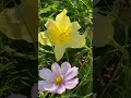 🌼 Behind the cosmos #daylilies #gardenplants #cosmos #flowergarden