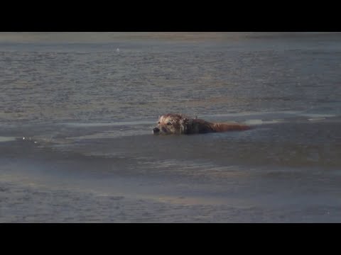 FULL RESCUE: Dog Rescued From Freezing Water