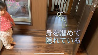 姿が見えないといつでも娘から探される猫　ラガマフィン　Cat hiding from my daughter