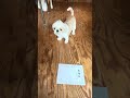 書いてくれていいんだぜ #dog #シーズー