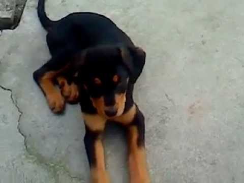 Black Lab Rottweiler Puppy Mix Doing Some Commands Youtube