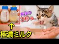 濃度７倍の離乳食ミルクを子猫に飲ませてみた結果。【保護猫】