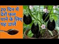 बेंगन के पौधे पर केवल 1 महीने में ढेरों फल फूल पाने का टॉप सीक्रेट उपाय best fertilizer for eggplant
