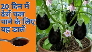 बेंगन के पौधे पर केवल 1 महीने में ढेरों फल फूल पाने का टॉप सीक्रेट उपाय best fertilizer for eggplant