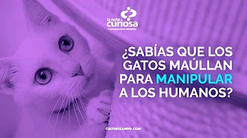 ¿Por qué los gatos maúllan a los humanos y no a otros gatos?