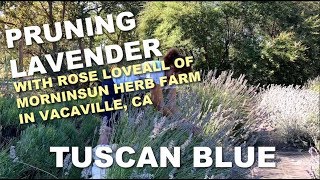 3/6 Pruning Lavender 'Tuscan Blue' at Morningsun Herb Farm by Morningsun Herb Farm 3,038 views 5 years ago 6 minutes, 25 seconds