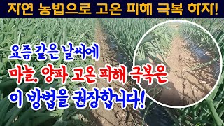 마늘 양파 재배 고온.습해 피해 예방 자연 농법!