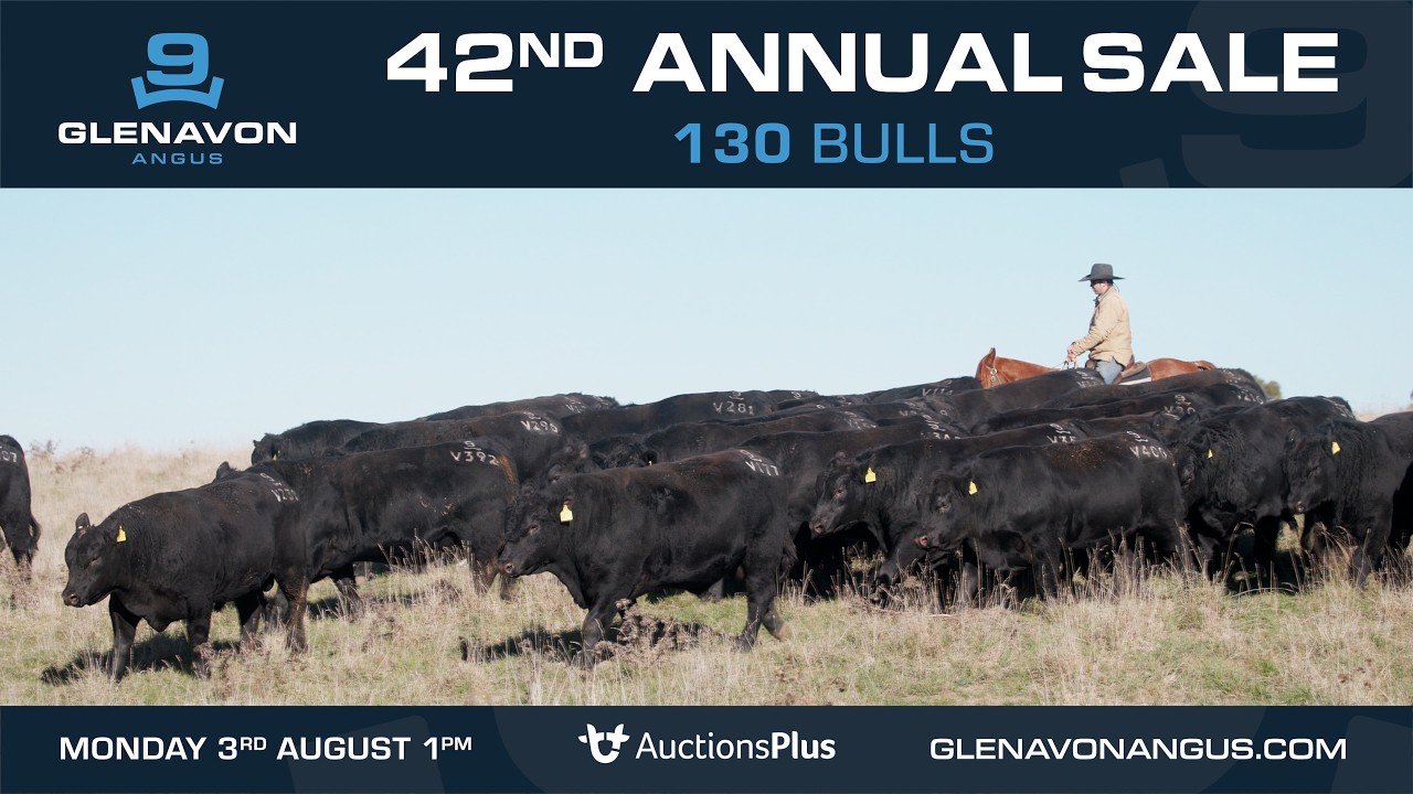Glenavon Angus 2026 Bull Presale