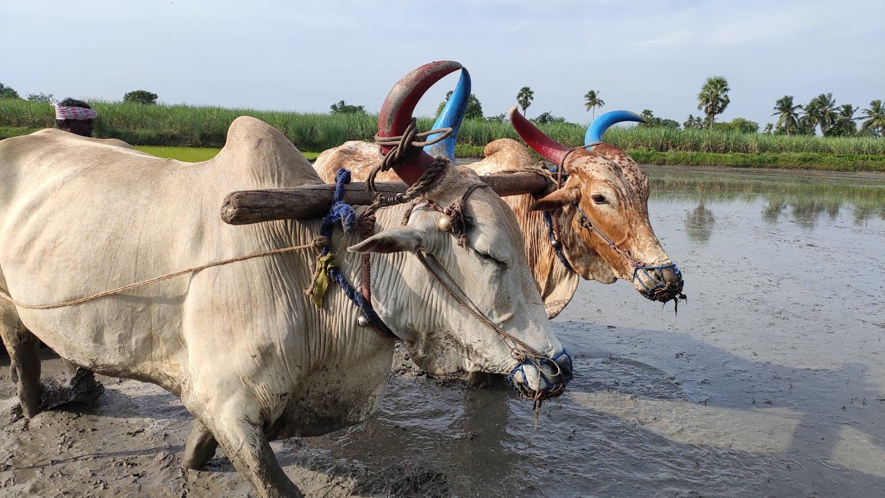 Bullock Working Style In Agriculture Land